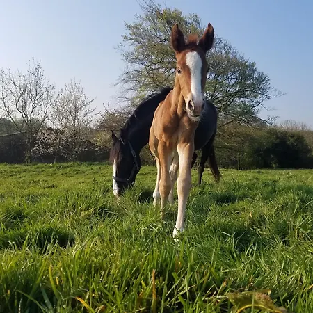 Le Tiot Decale - Le Mont De La Louve * Bazinghen